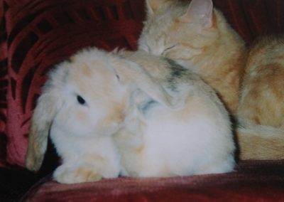 cat and rabbit sat on the sofa together